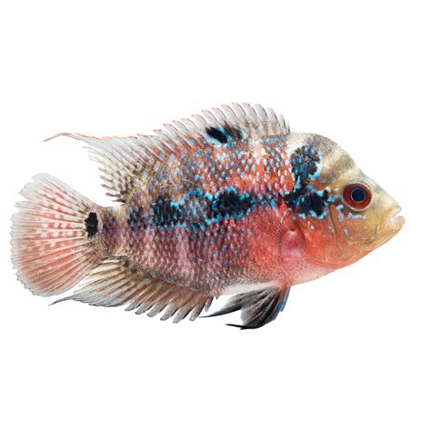 Flowerhorn Cichlid Fish for sale .